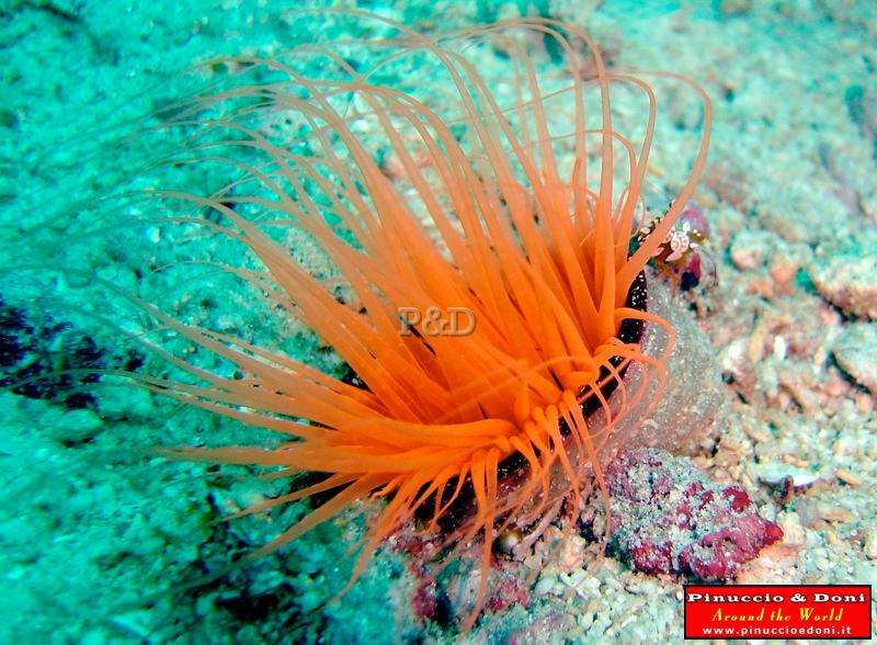 Papua Walindi Diving (New Britain) - 1.jpg